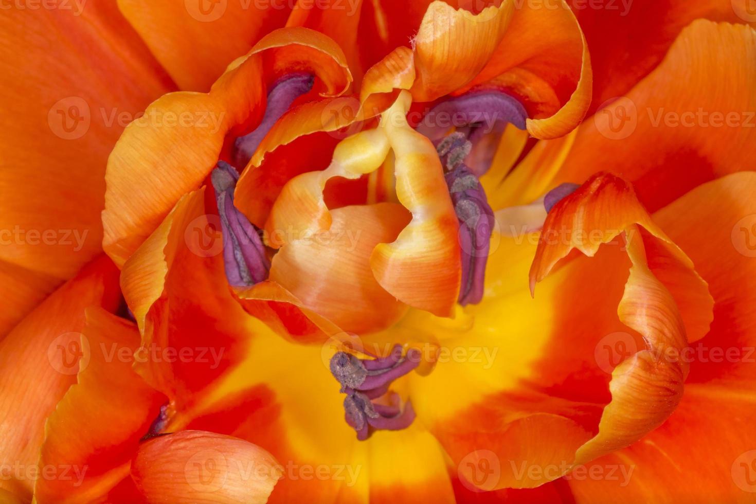 close up of orange tulip photo