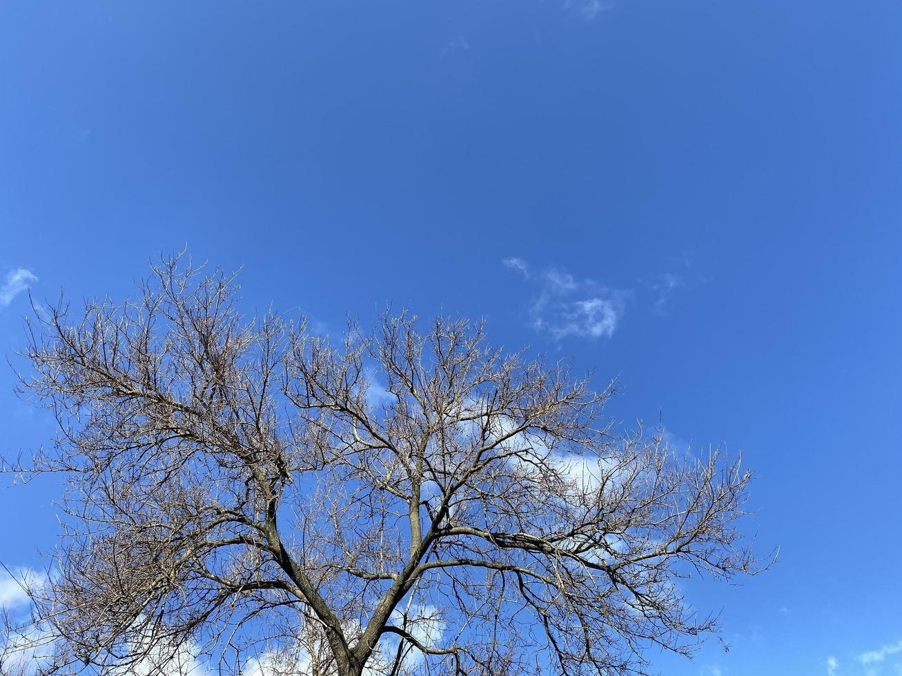 crown of bare tree against blue sky at winter photo