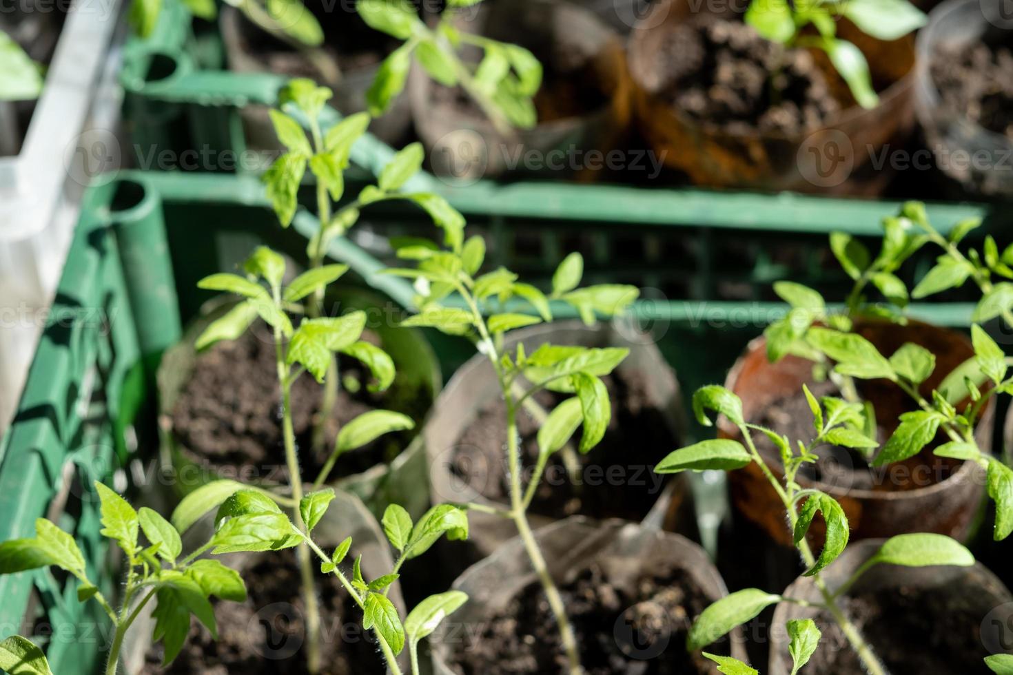 plántulas con Tomates a hogar, en el mesa, hogar plántulas en el mesa. preparando para el verano temporada en el jardín foto