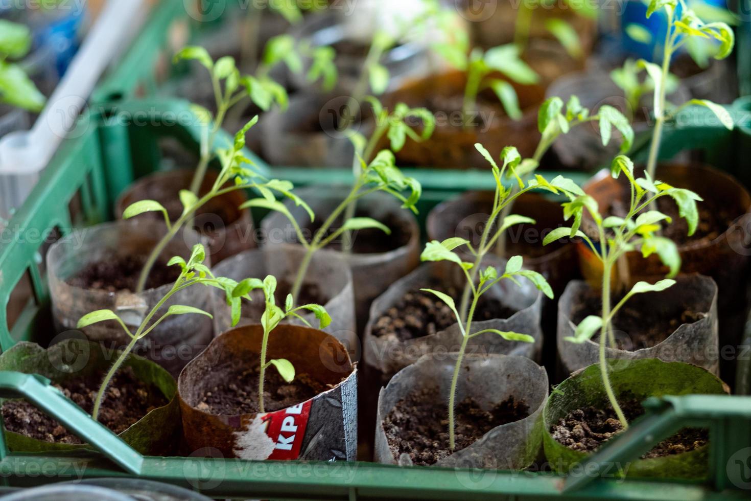 plántulas con Tomates a hogar, en el mesa, hogar plántulas en el mesa. preparando para el verano temporada en el jardín foto