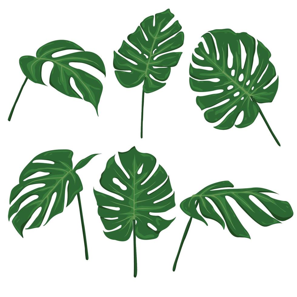 Tropical monstera plant leaves illustration vector