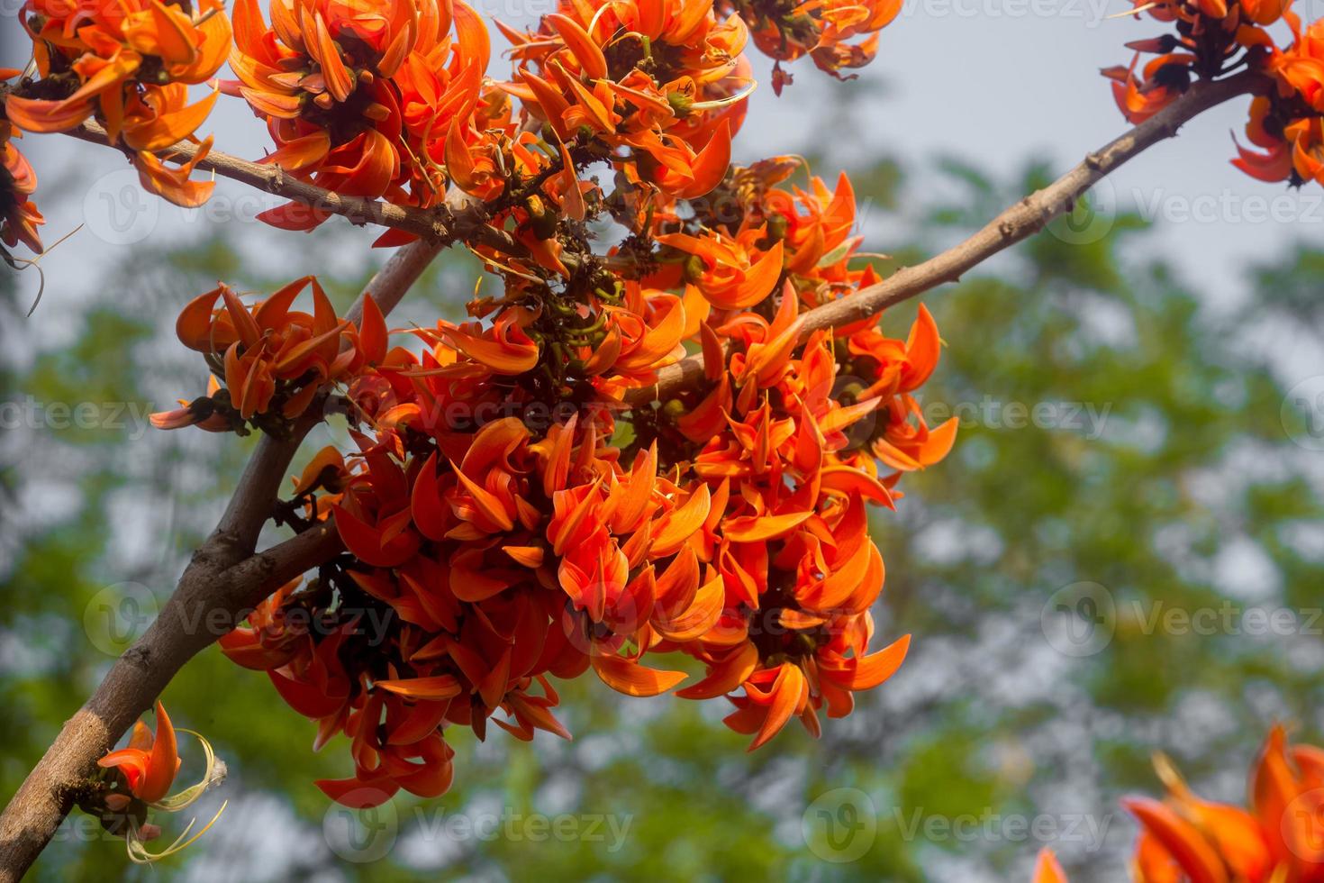 The beautiful reddish-orange Butea monosperma flower blooms in nature in a tree in the garden. photo