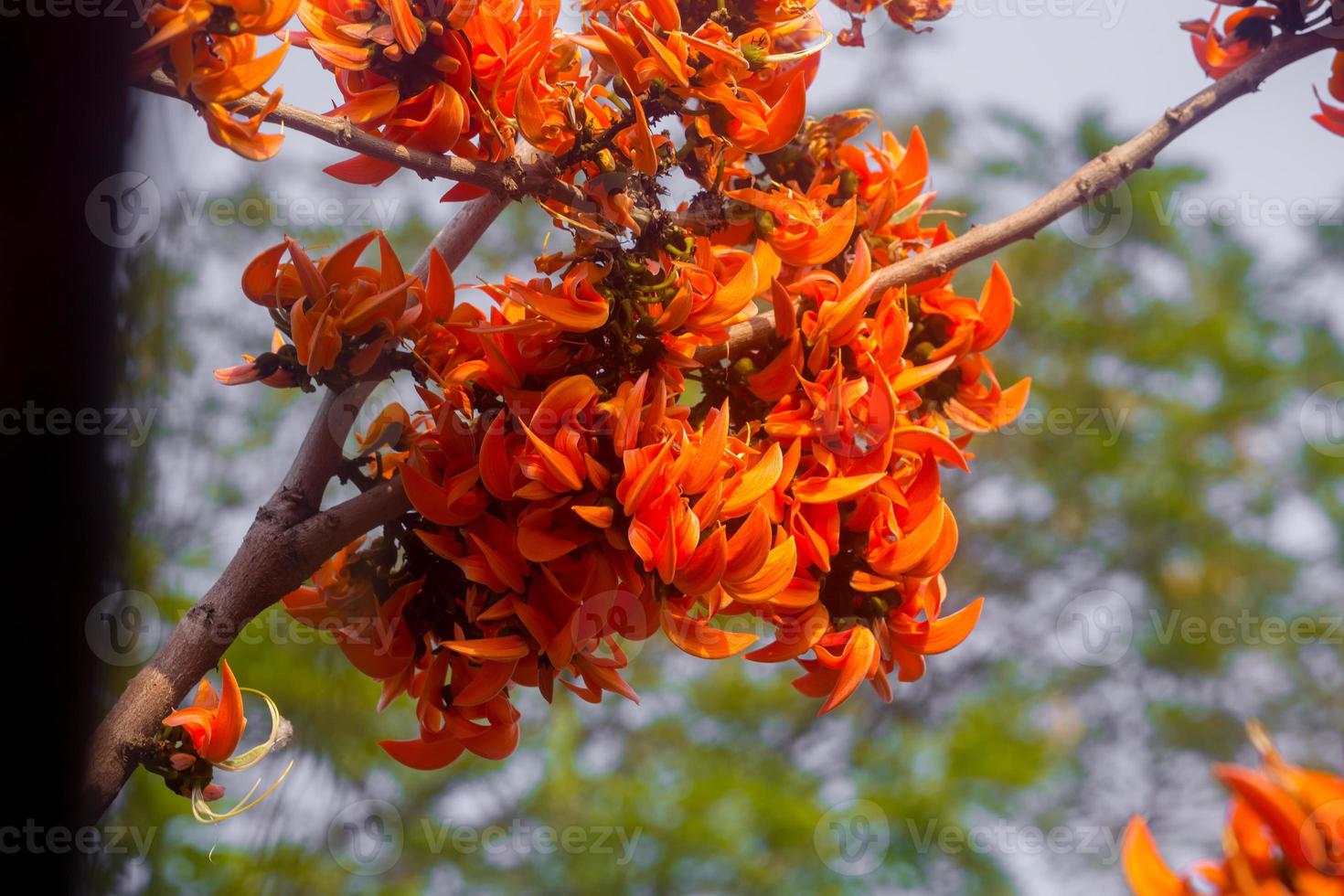 el hermosa naranja rojizo butea monosperma flor floraciones en naturaleza en un árbol en el jardín. foto