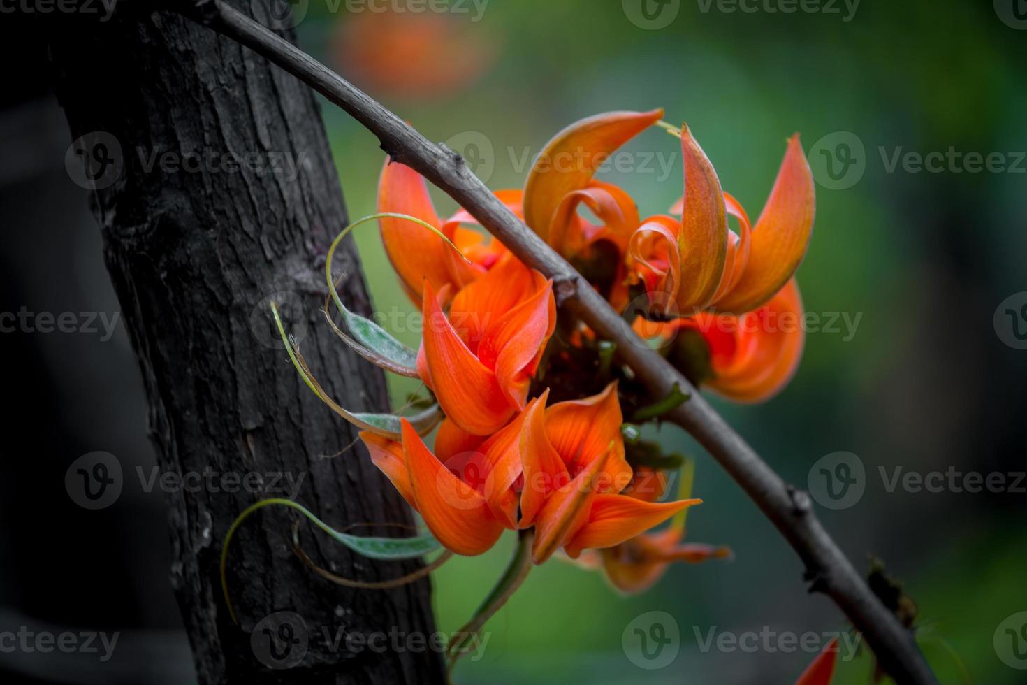 The beautiful reddish-orange Butea monosperma flower petals closeup views. photo