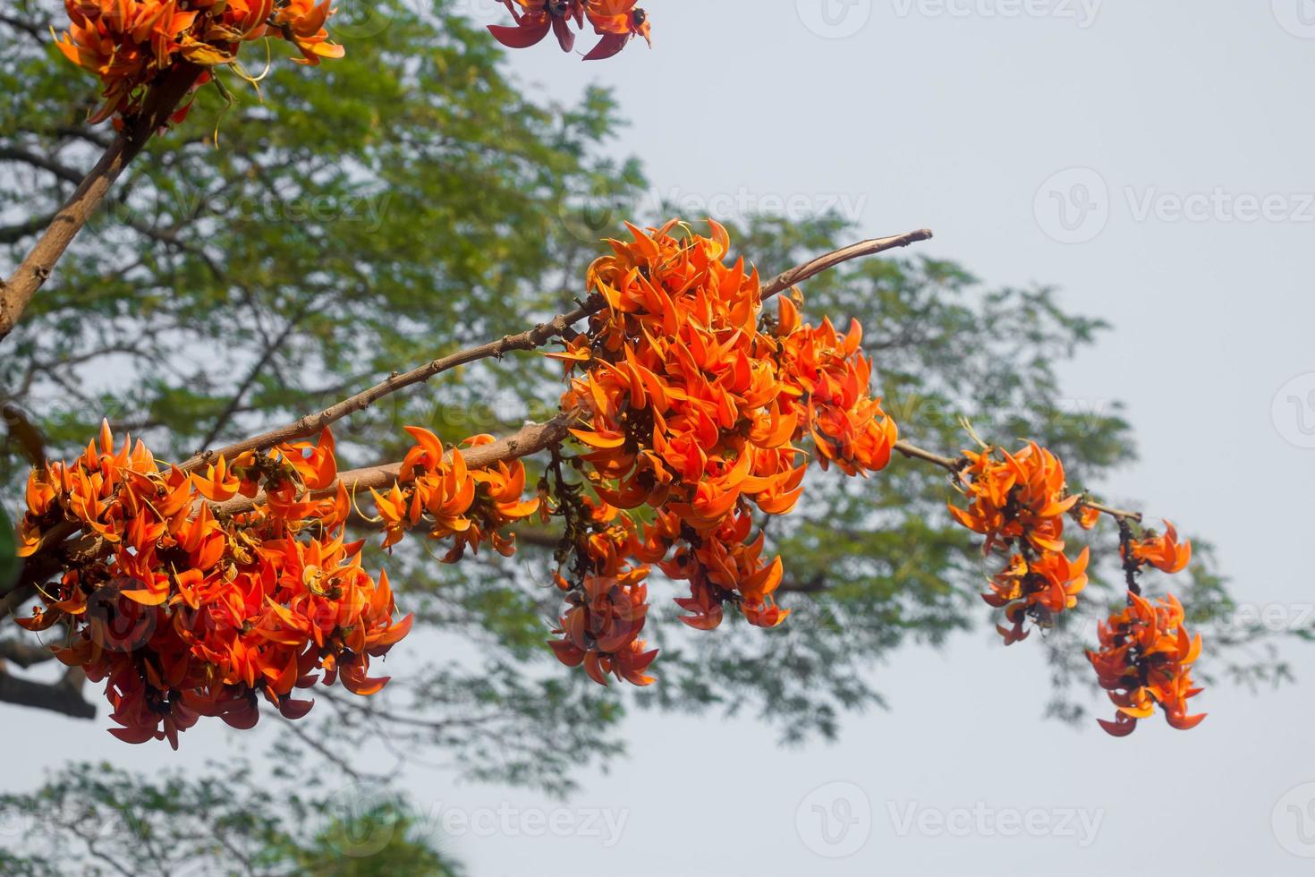 The beautiful reddish-orange Butea monosperma flower blooms in nature in a tree in the garden. photo
