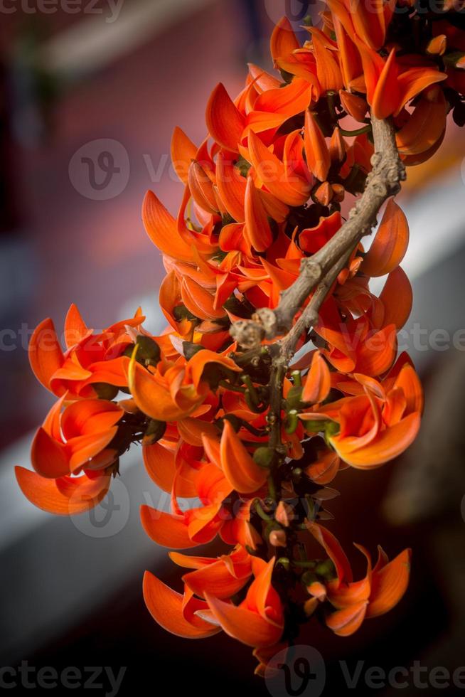 The beautiful reddish-orange Butea monosperma flower blooms in nature in a tree in the garden. photo