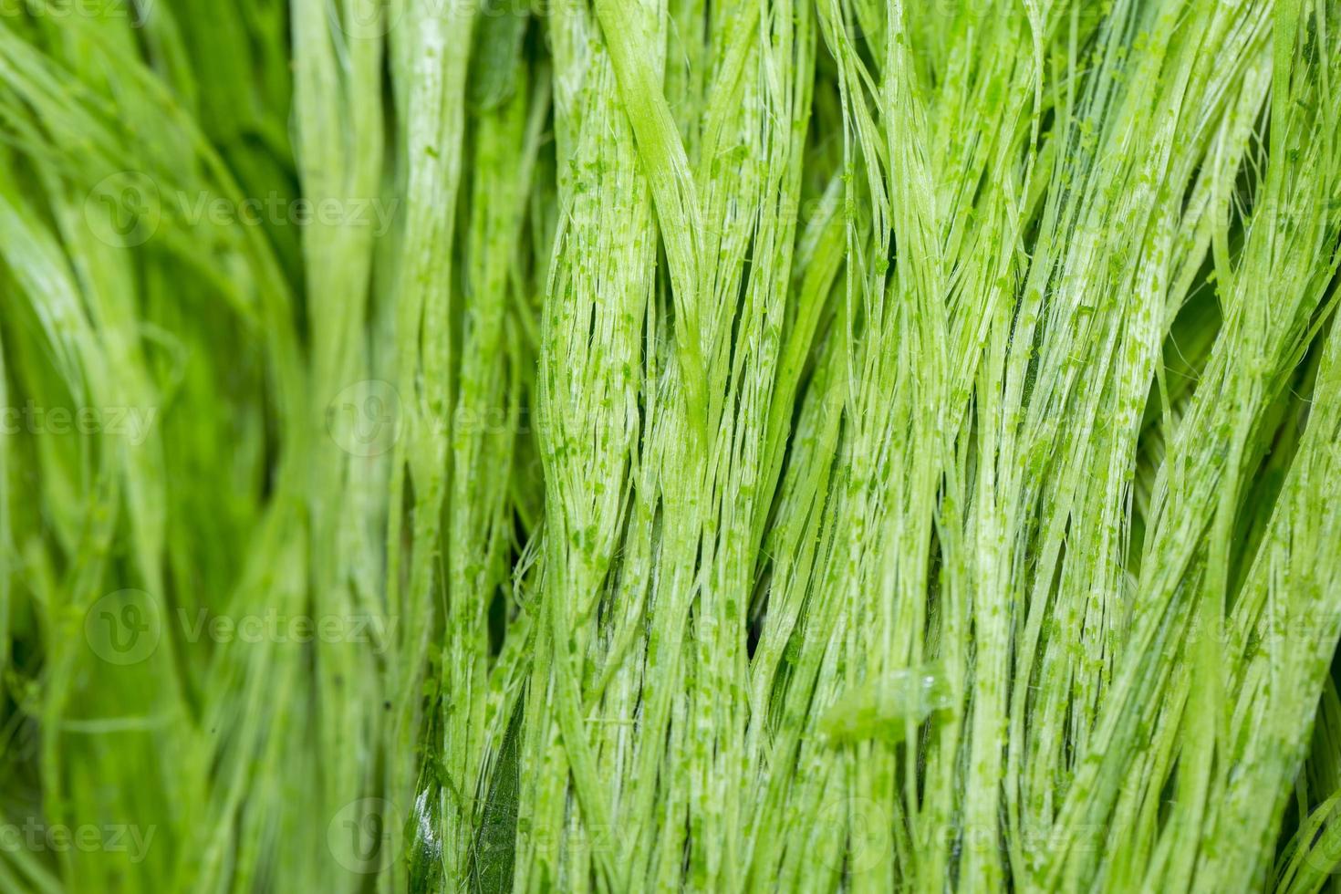 Unwashed Pineapple leaf green fibers. Ecofriendly Pineapple leaf fiber