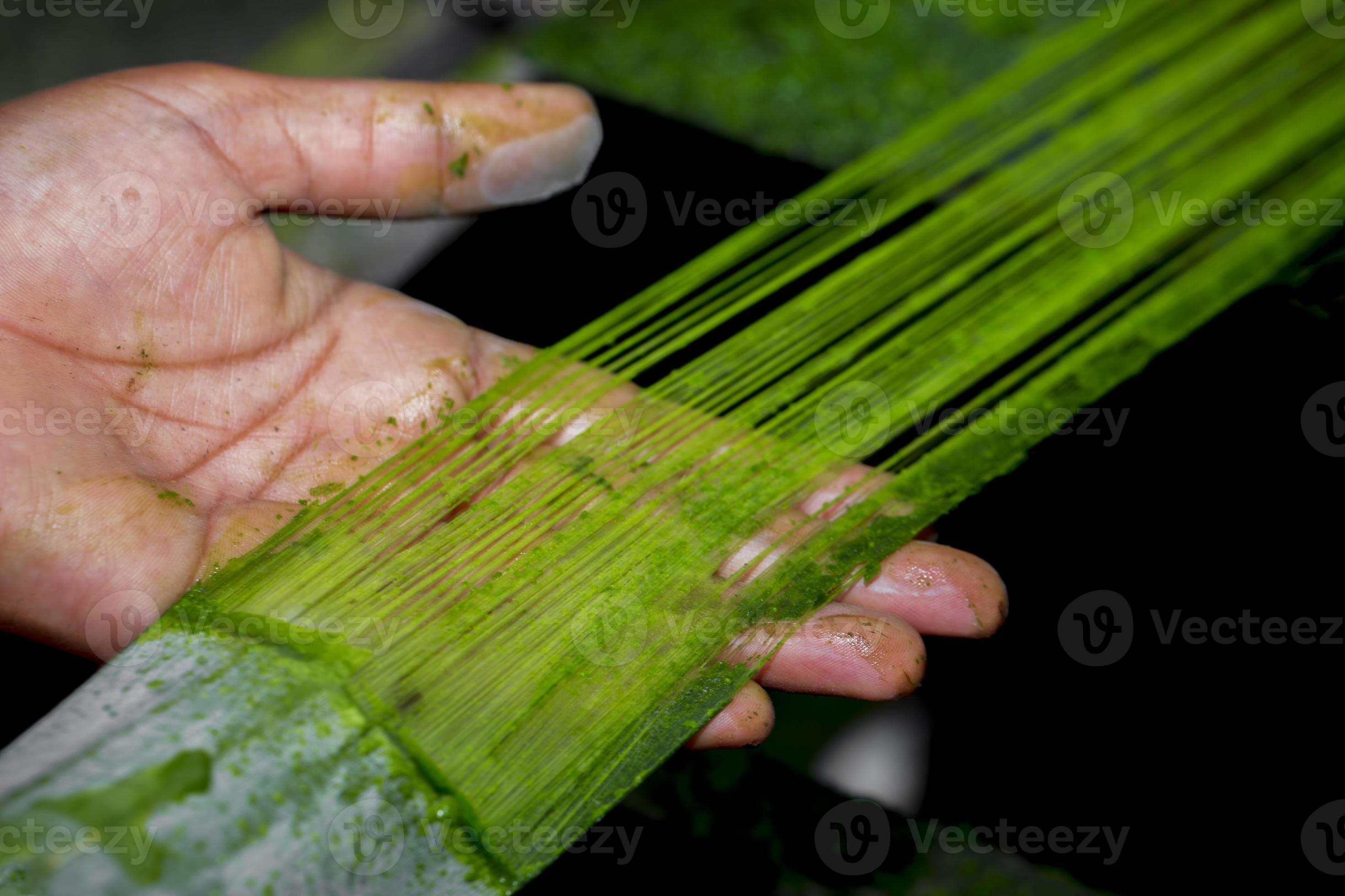 Fiber is being made from the pineapple tree leaves. A Hand and Unwashed