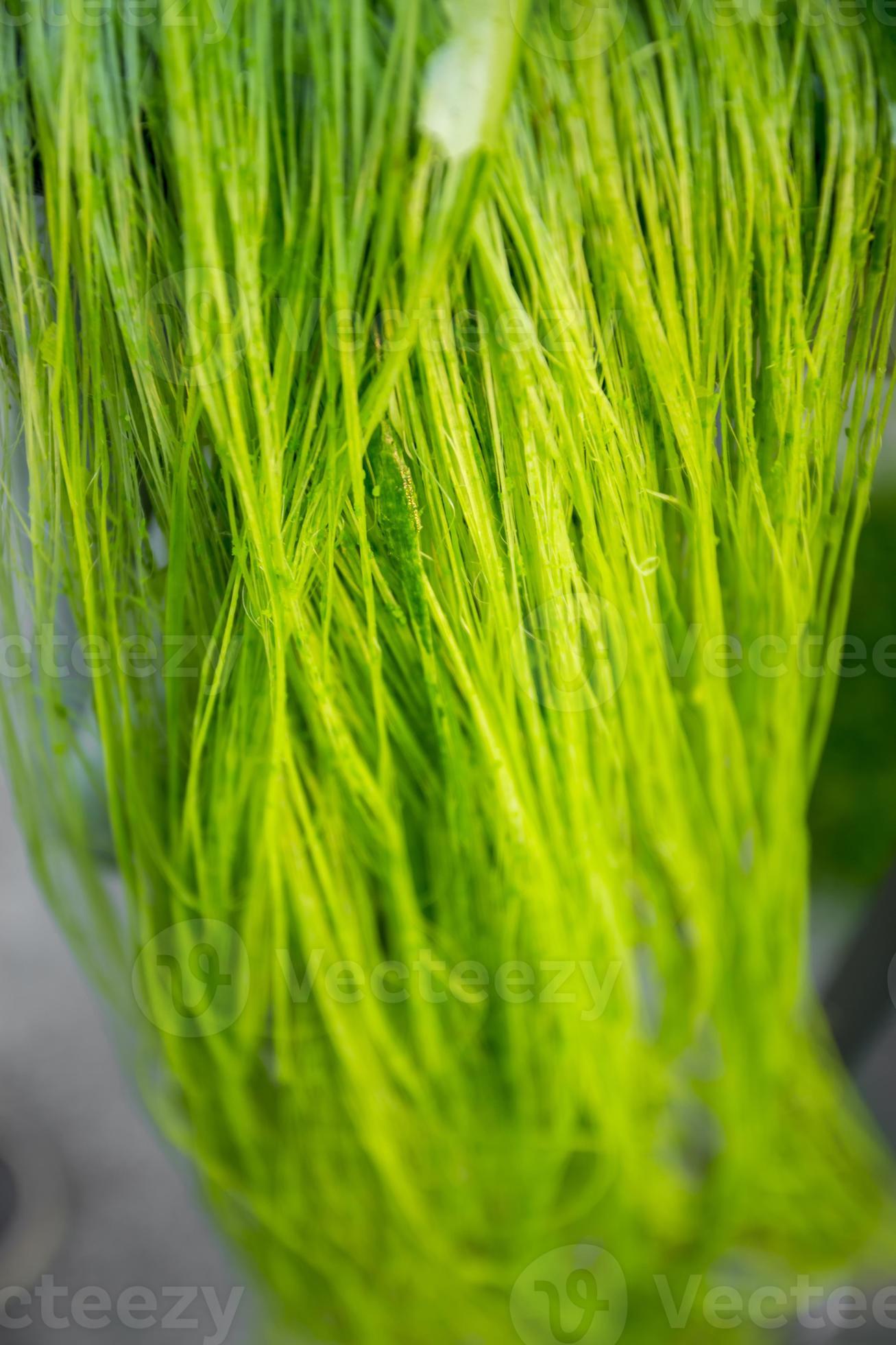 Unwashed Pineapple leaf green fibers. Ecofriendly Pineapple leaf fiber