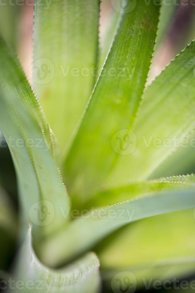 Top views of pineapple fruit leaves pattern at Madhupur, Tangail, Bangladesh. photo