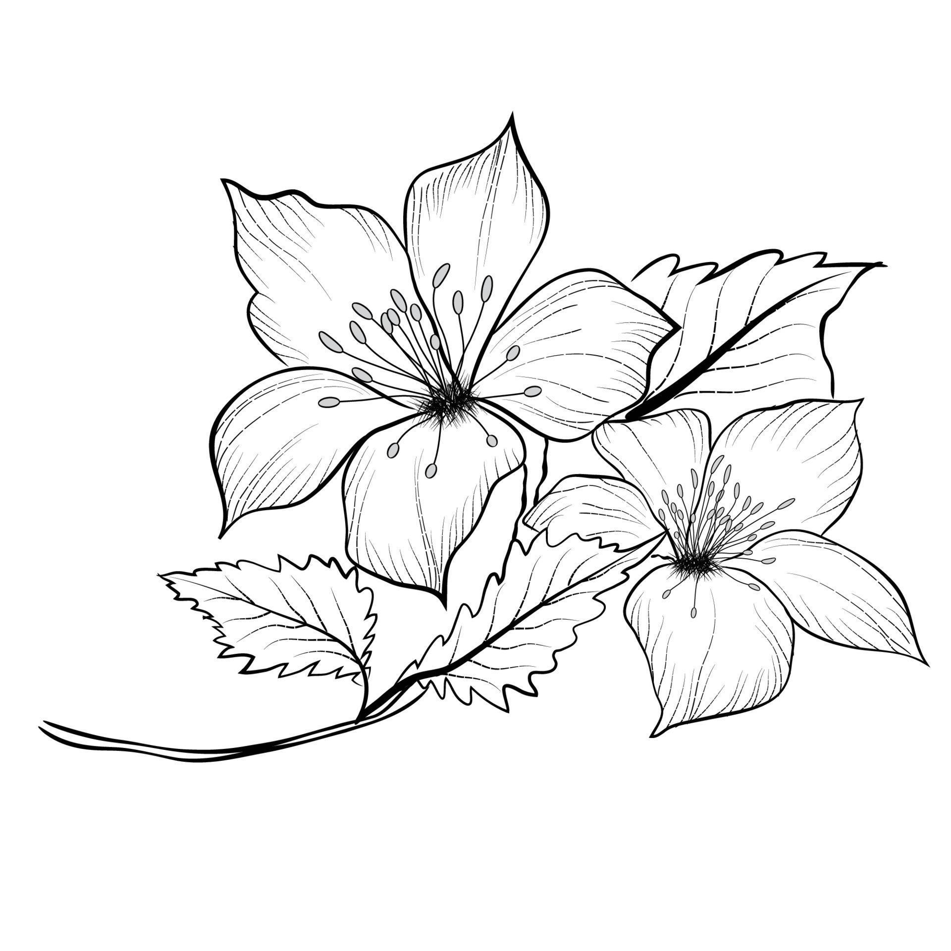 Free Vector line art and hand drawing flower art black and white flat