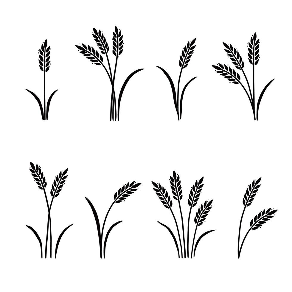 Wheat, barley, rice icon. Hand drawn vector