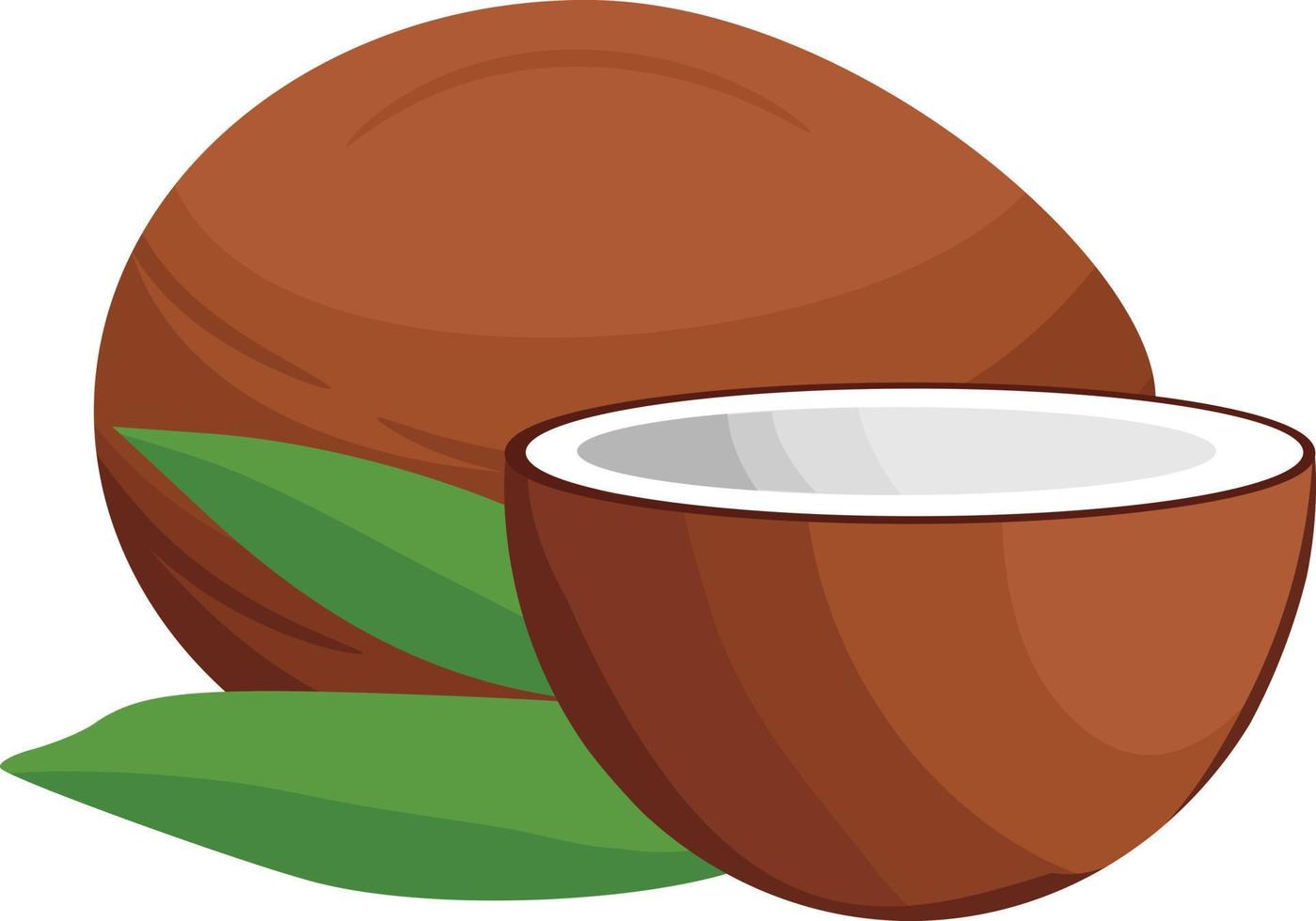 Coconut Fruit Whole and Half vector illustration isolated on white background