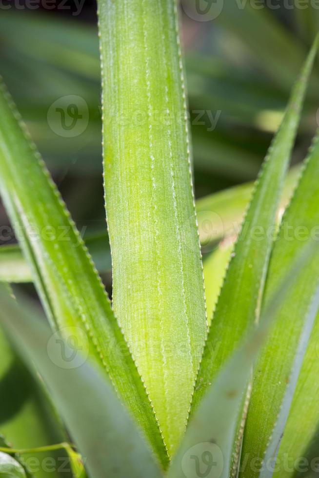 Top views of pineapple fruit leaves pattern at Madhupur, Tangail, Bangladesh. photo