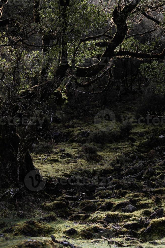 Peaceful and tranquil landscape featuring a lush green meadow in a forest of trees photo