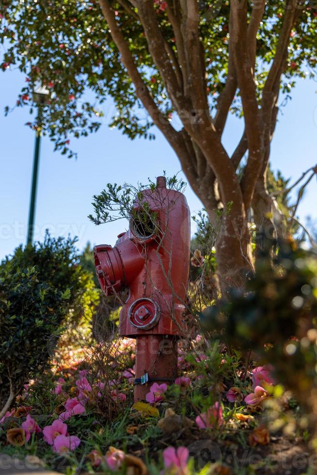 Red Fire Hydrant sites in flowers photo