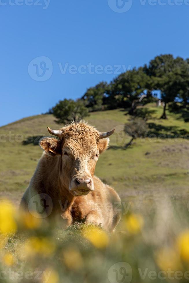 Bull in a lush, green meadow, with tall grasses swaying in the breeze photo