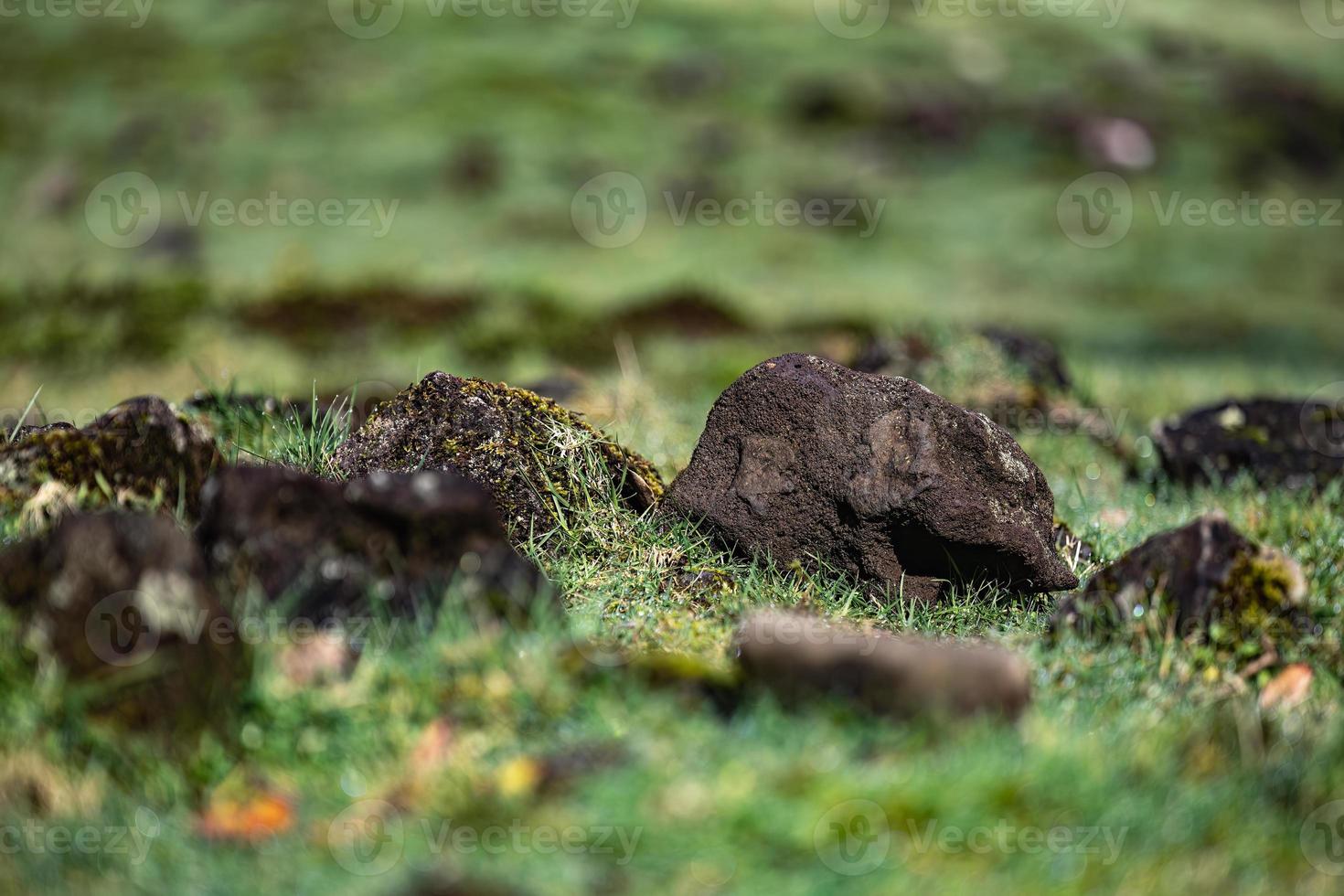 Scenic view of natural rocks covered in lush green moss, in a field of lush green grass and dirt photo
