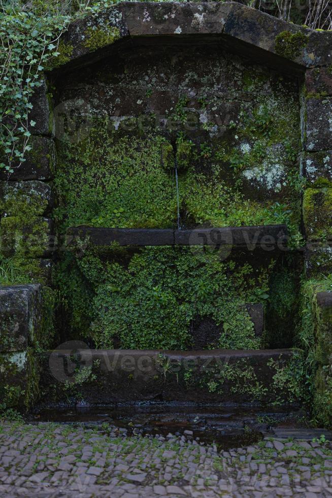 Stone structure nestled among the trees in a lush forest, covered in thick moss photo