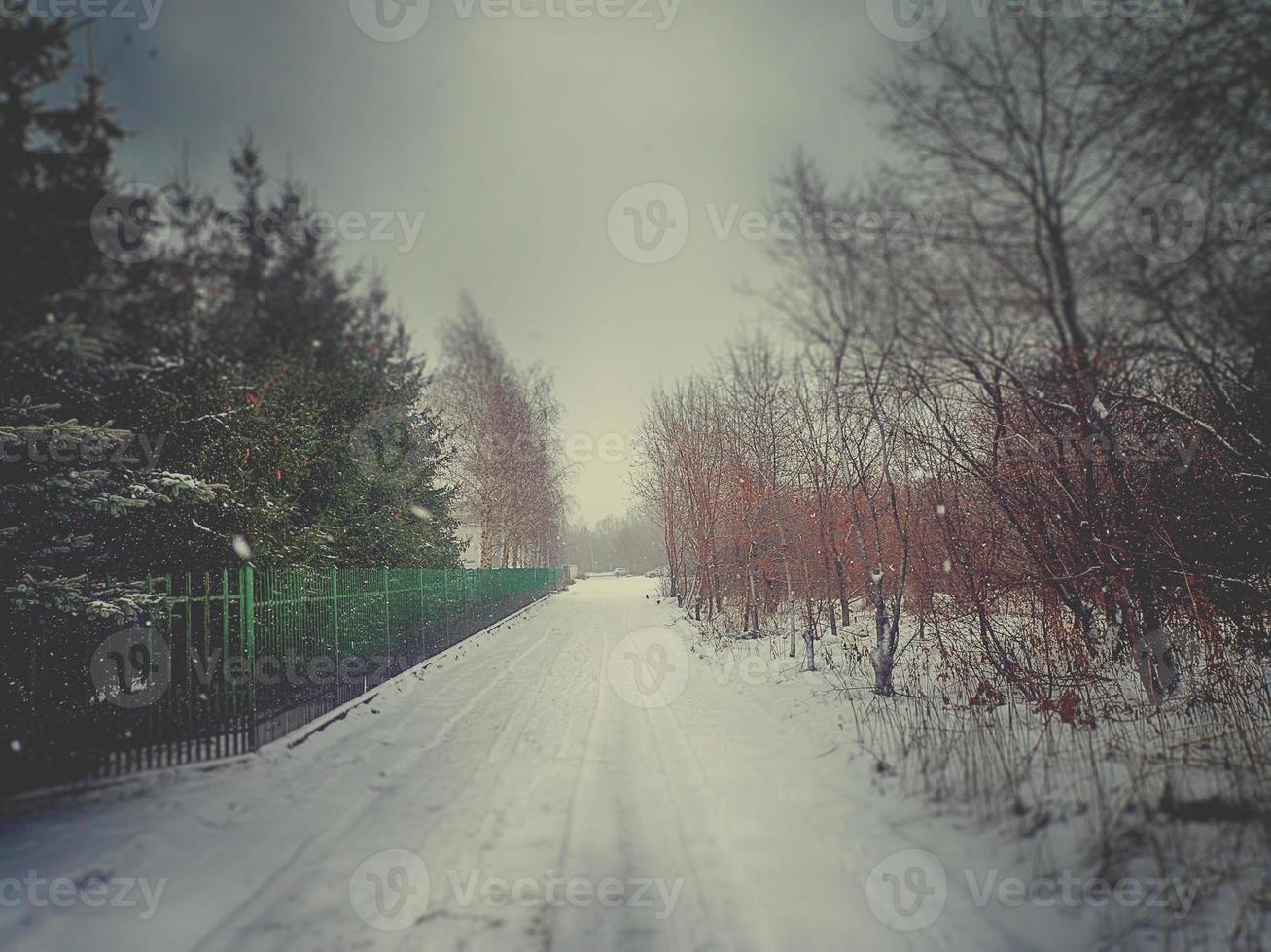 winter landscape with trees during snowfall photo