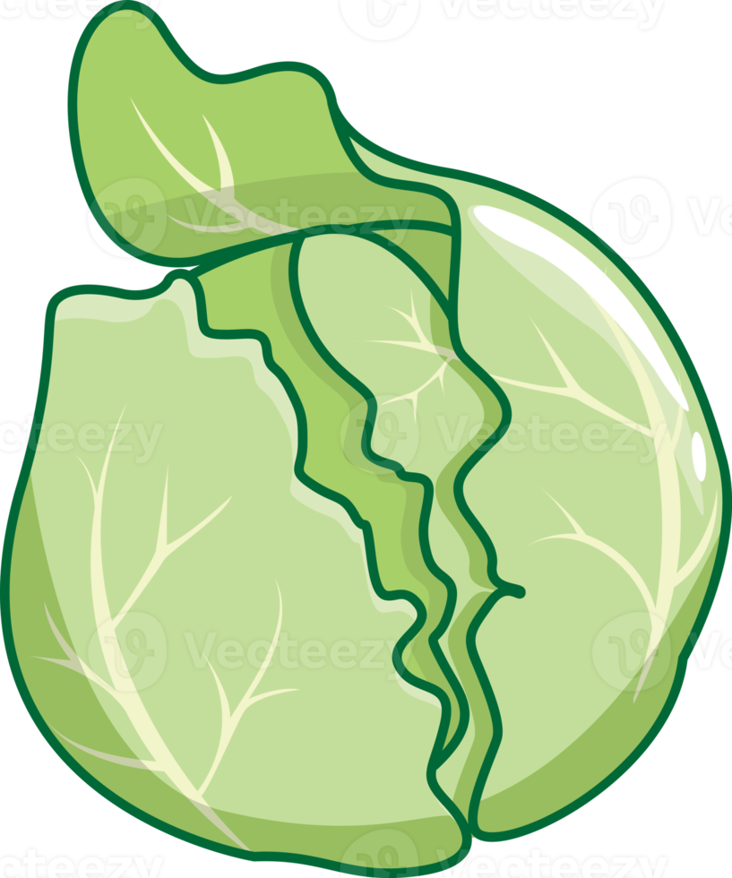 cabbage vegetable cartoon kawaii style ,cabbage vegetable mascots isolated illustration png