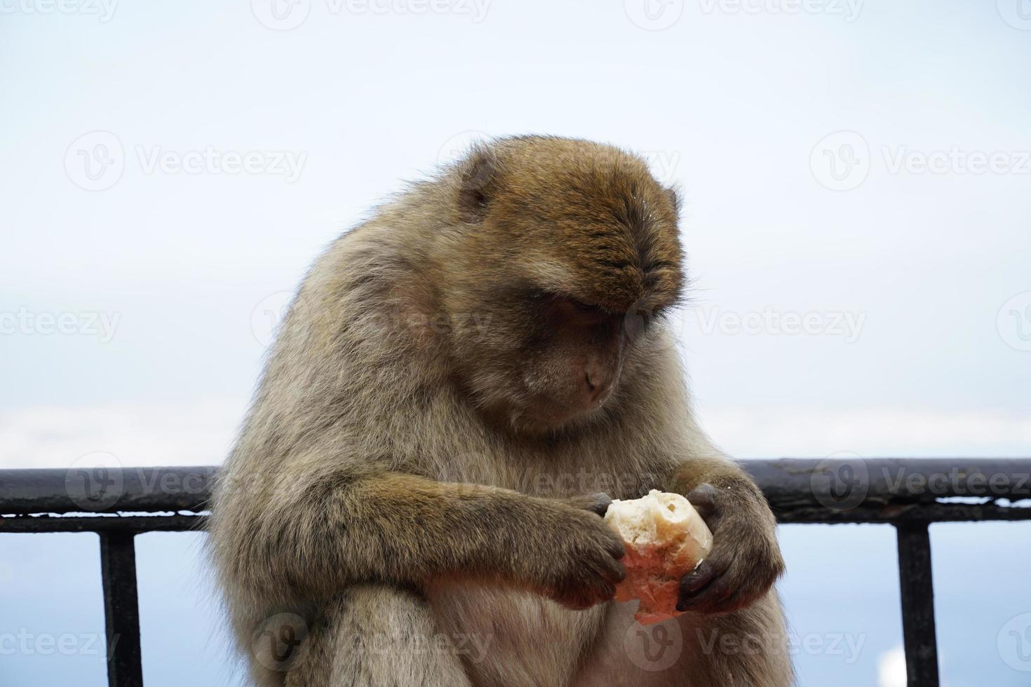 soltero berbería macaco mono comiendo un rodar foto