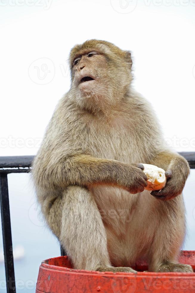 Single Barbary Macaque Monkey Sitting on a Barrel and Eating a Roll photo