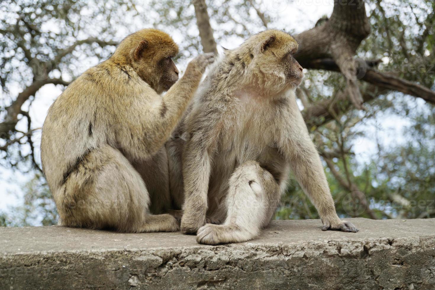 Two Barbary Macaques - One Monkey Pets the Second One photo