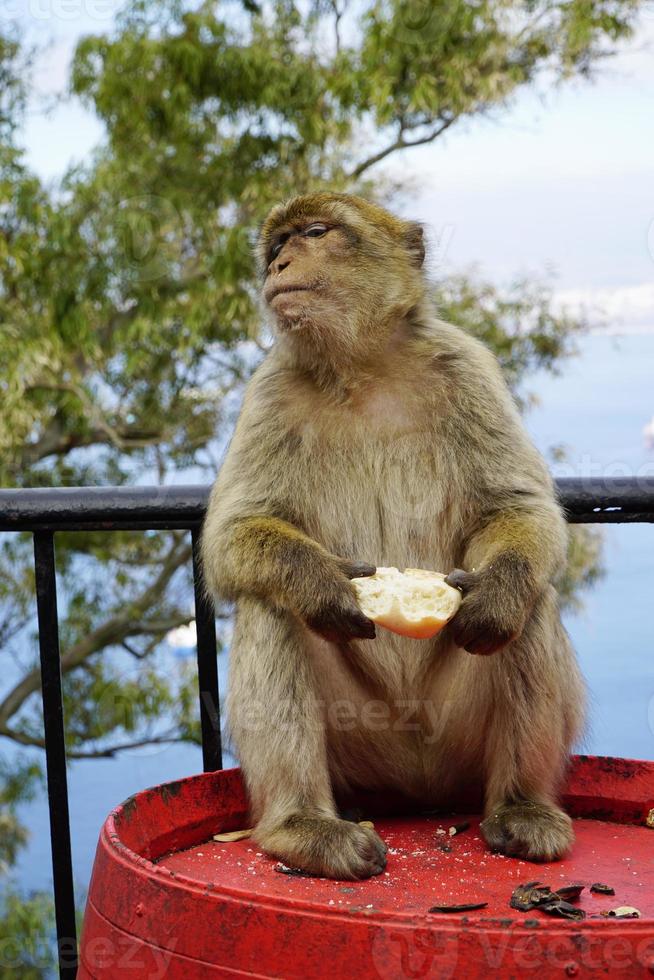 soltero berbería macaco mono sentado en un barril y comiendo un rodar foto