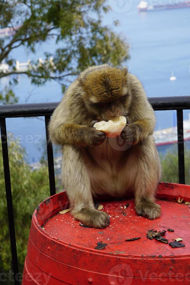 soltero berbería macaco mono sentado en un barril y comiendo un rodar foto