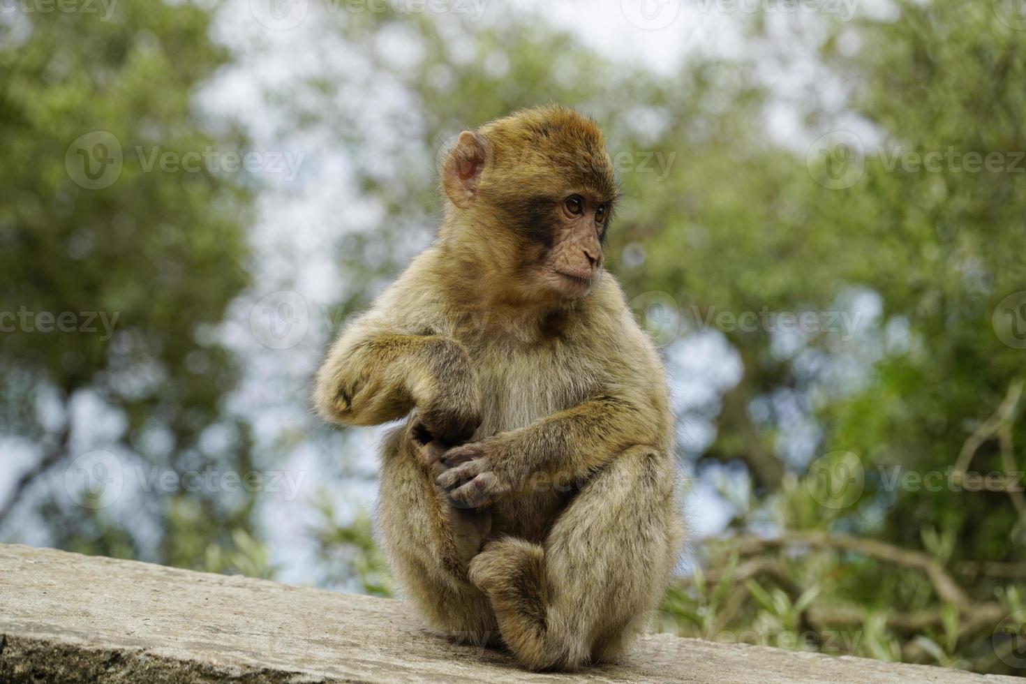 Young Barbary Macaque Monkey Sitting on Stone Wall photo