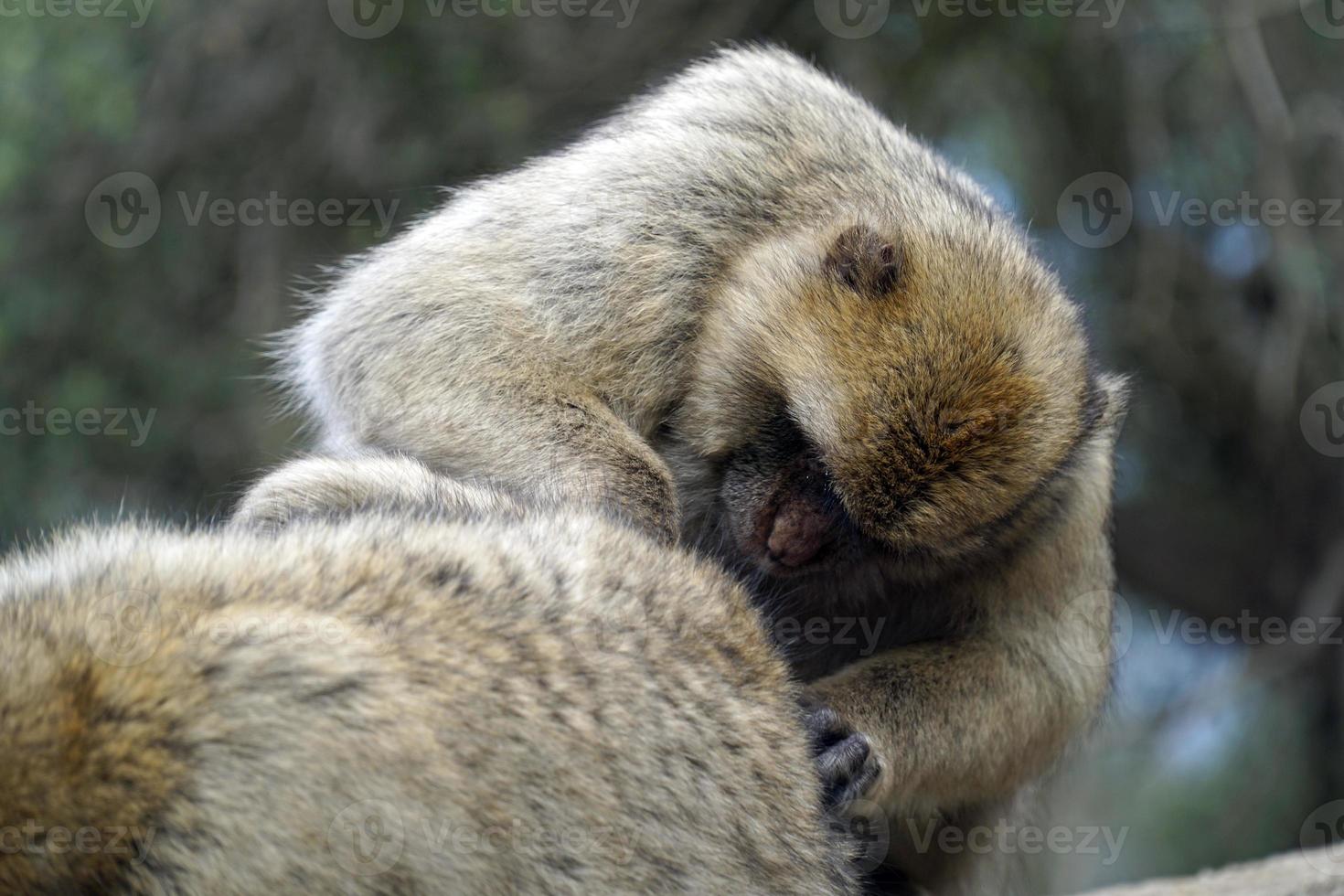 Two Barbary Macaques - One Monkey Pets the Second One photo