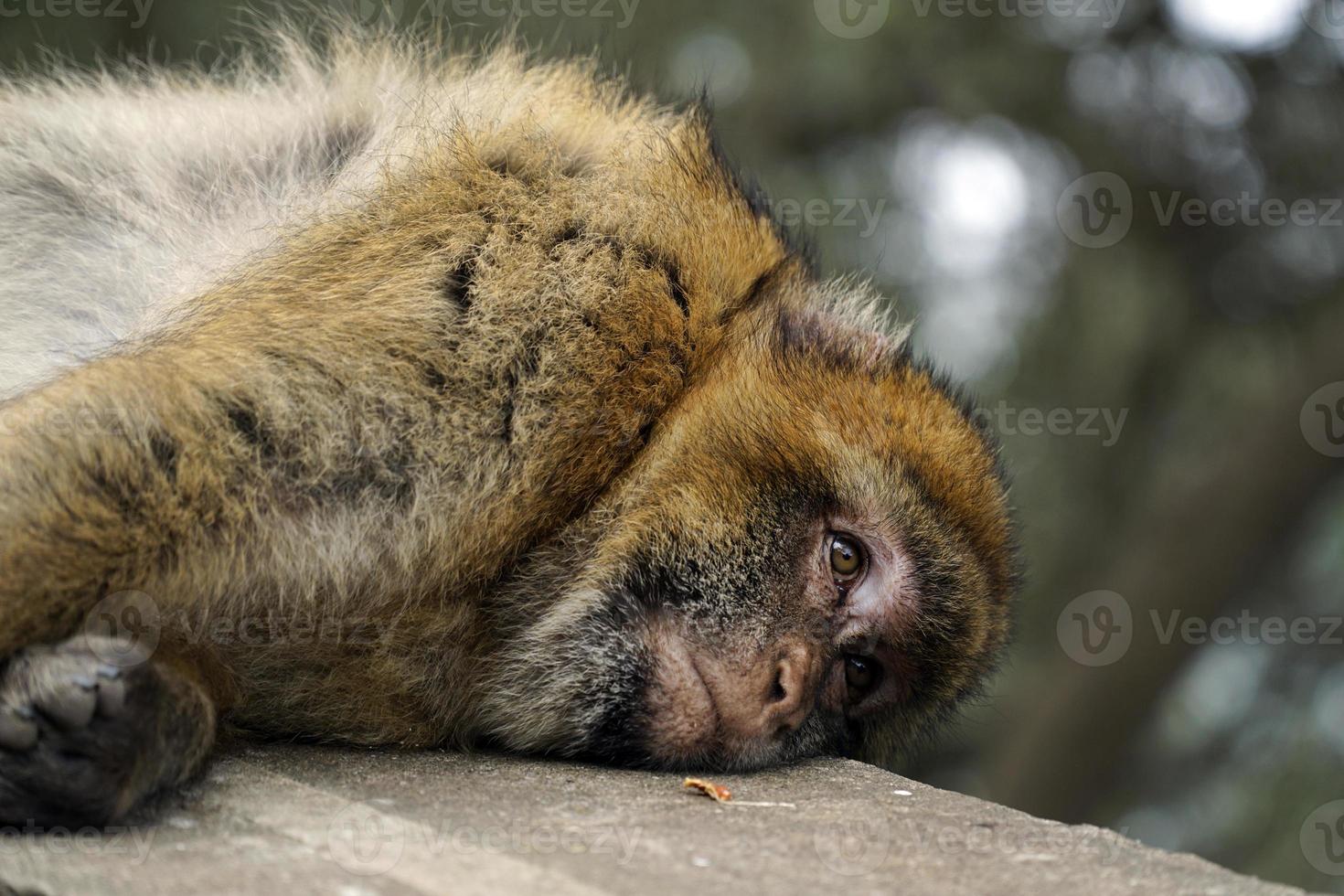 Barbary Macaque Monkey Lays on Stone Wall - Close-up on Head and Defocused Background photo