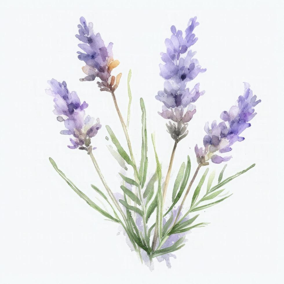 free single lavender folwer water color, pastel ,white background, generat ai photo