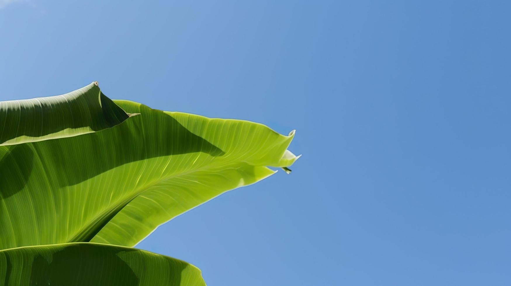 Green banana leave with clear blue sky , generat ai photo