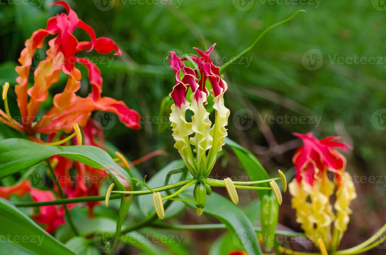 Climbing Lily or Gloriosa Superba Blooming in Natural Garden photo