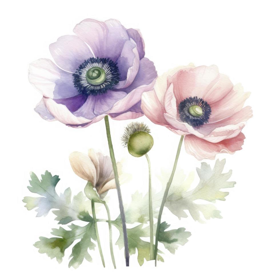 free anemones flowers water color, pastel ,white background , generat ai photo