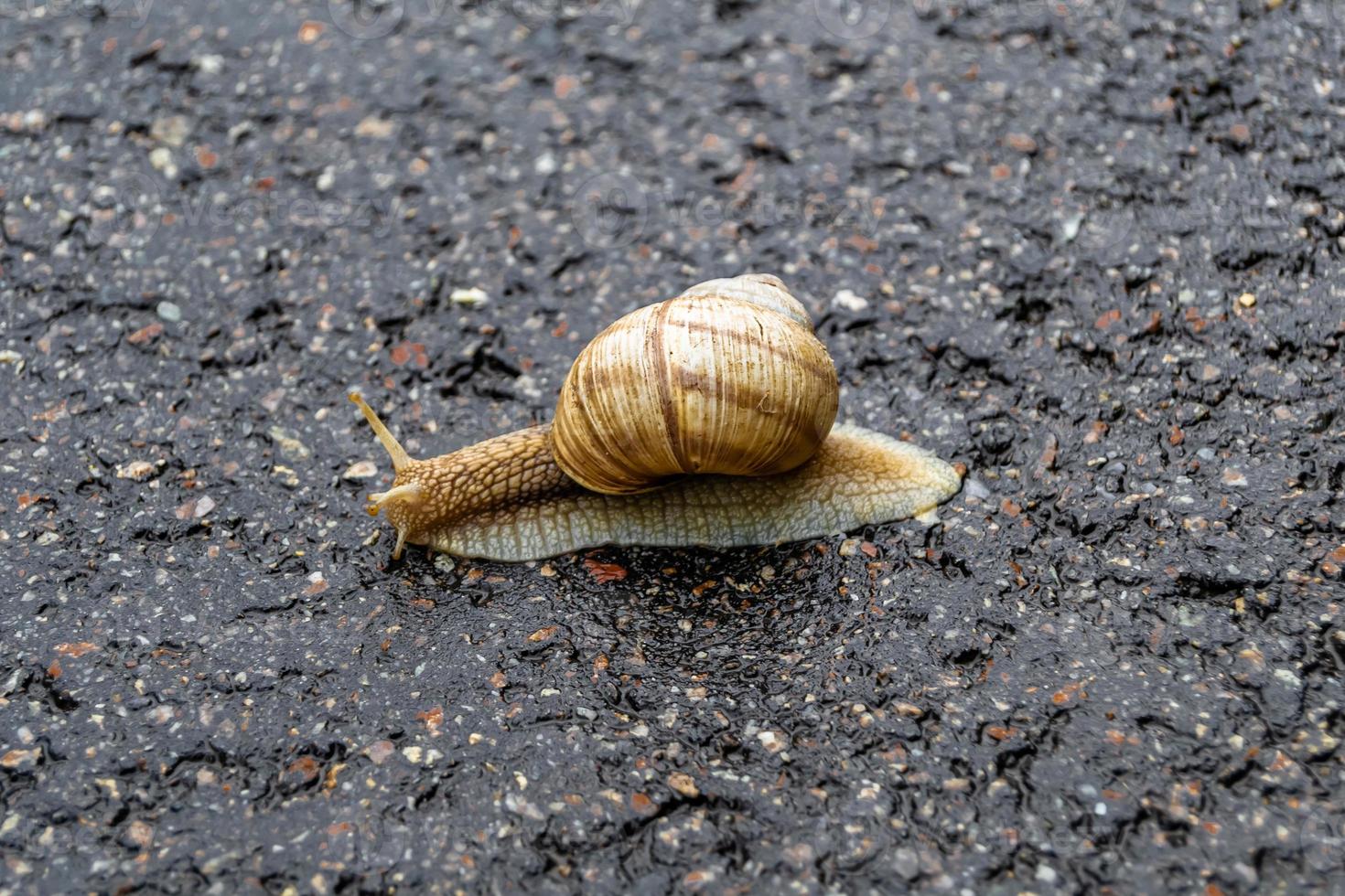 Big garden snail in shell crawling on wet road hurry home photo