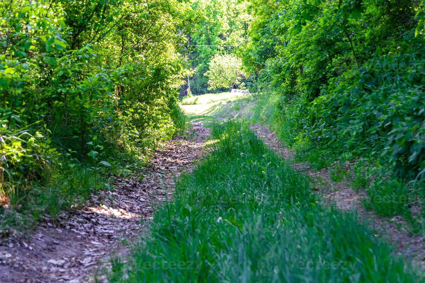 Photography on theme beautiful footpath in wild foliage woodland photo