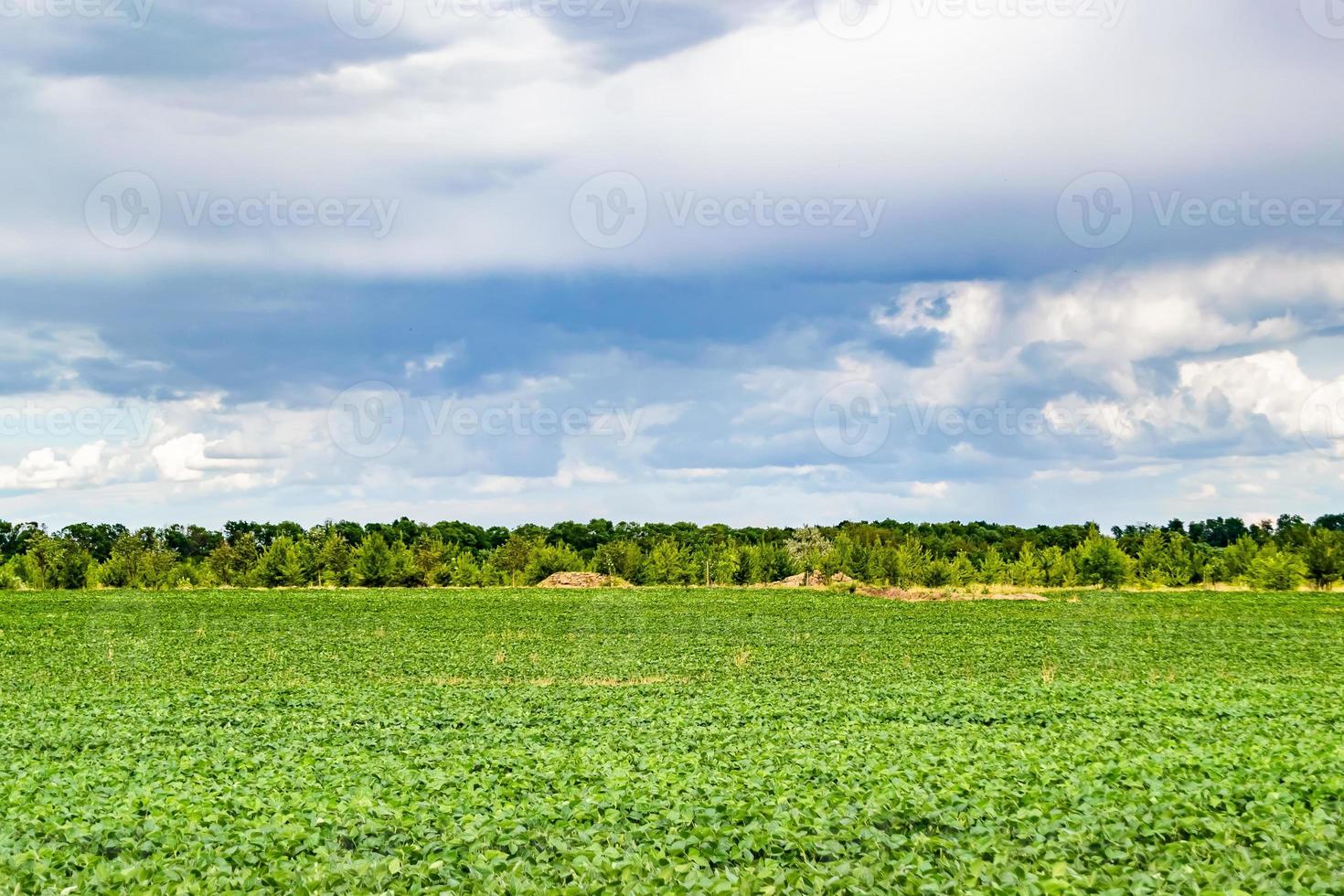 Beautiful horizon scenery in village meadow on color natural background photo