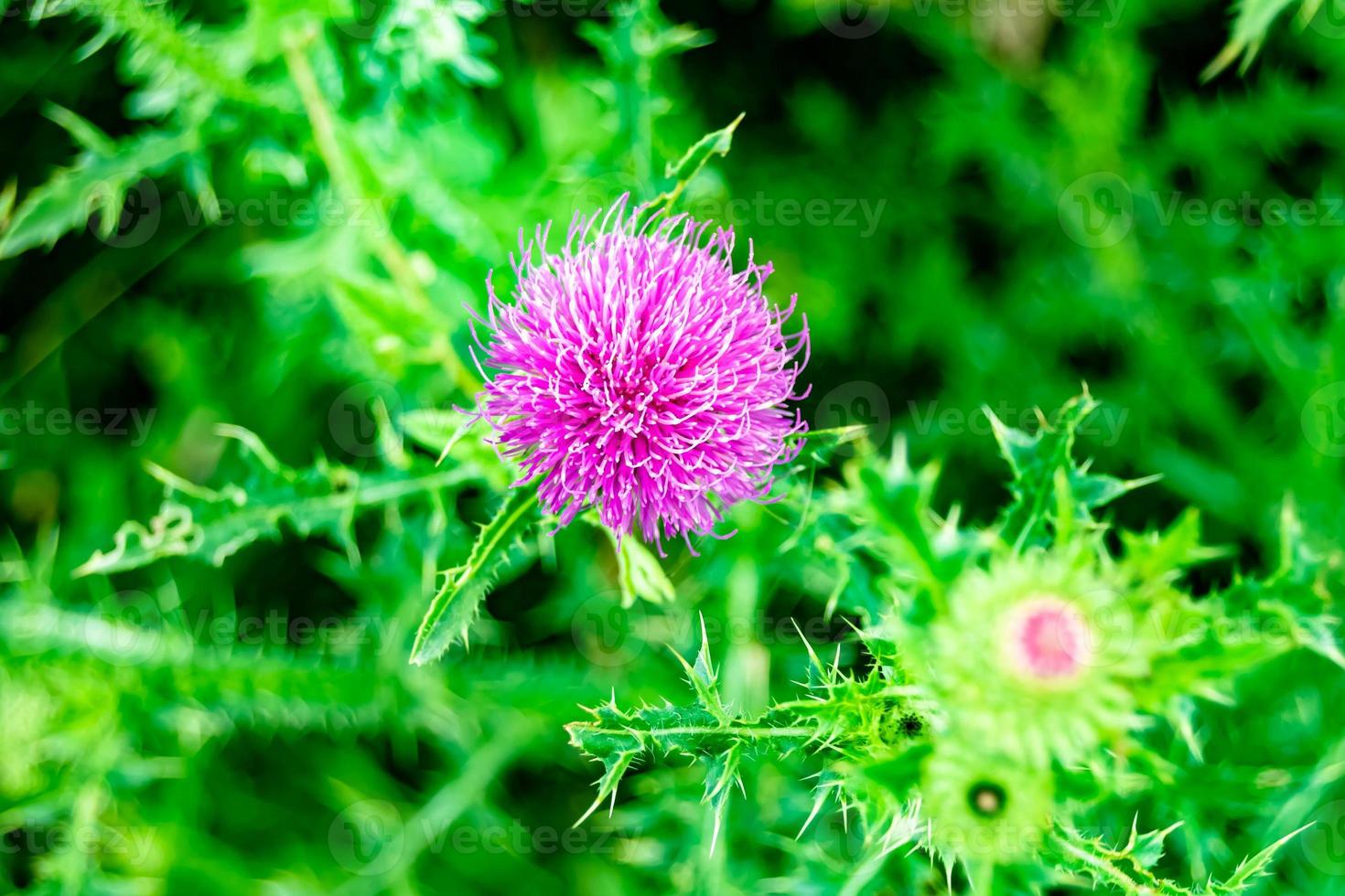 Hermosa flor creciente cardo de raíz de bardana en pradera de fondo foto