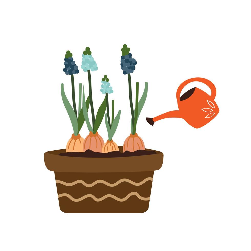 Spring flowers. Muscari bulbous flowers. Beautiful blue flowers for planting in the ground. Flat style vector garden illustration. Watering can watering plant. White isolated background.