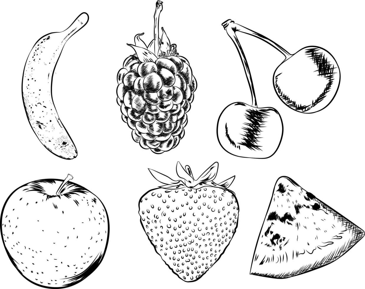 vectorized drawing of different fruits vector