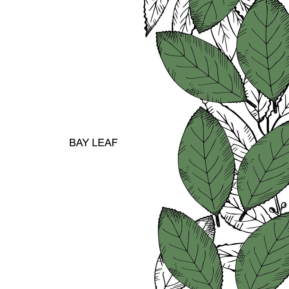 Bay leaf set. Hand draw laurel tree branch and leaves. Illustration symbol of victory and fragrant cooking spice.Label, flyer, banner. Design element.Background for text. Vector