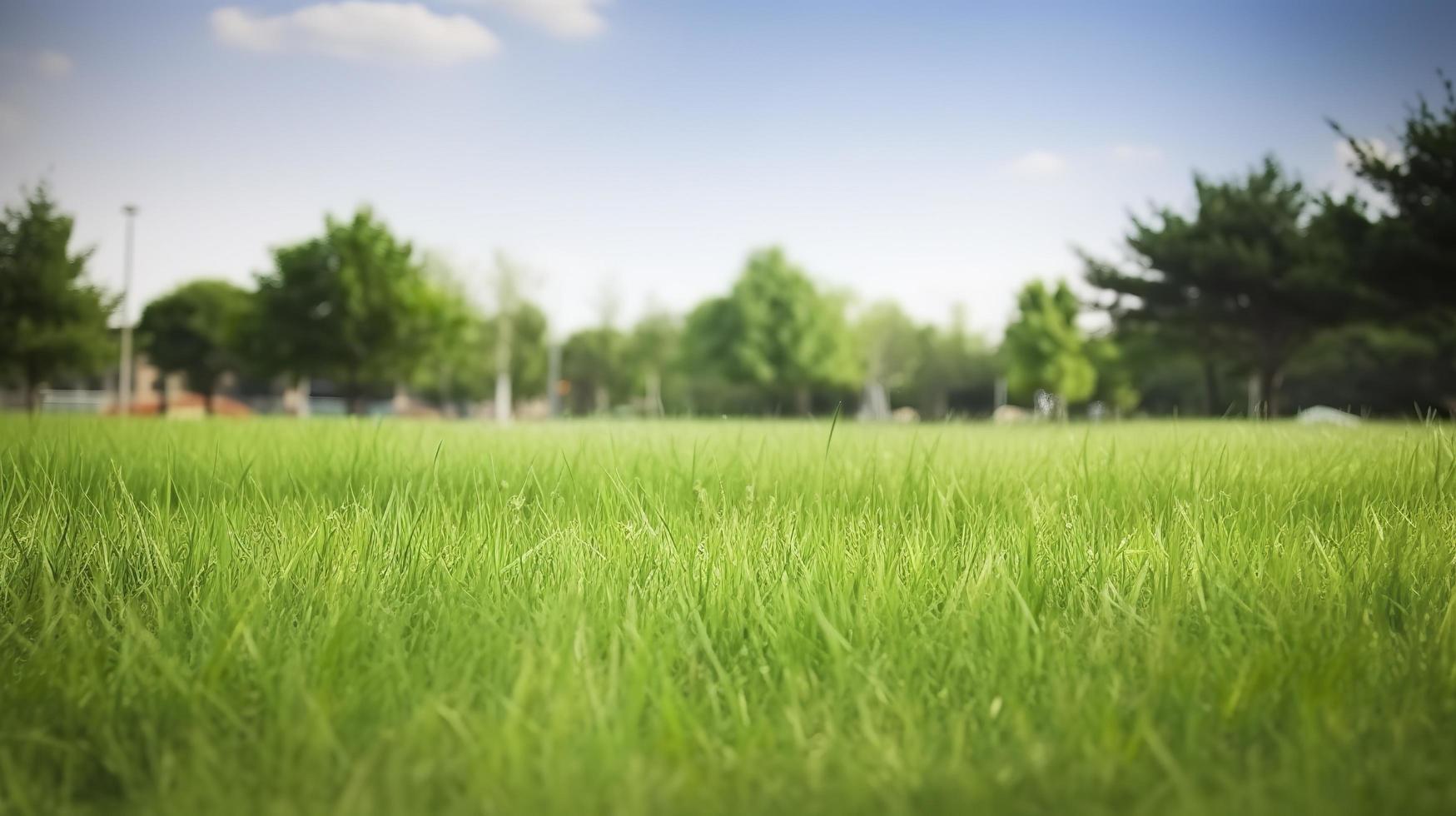 Free photo park grass, generat ai