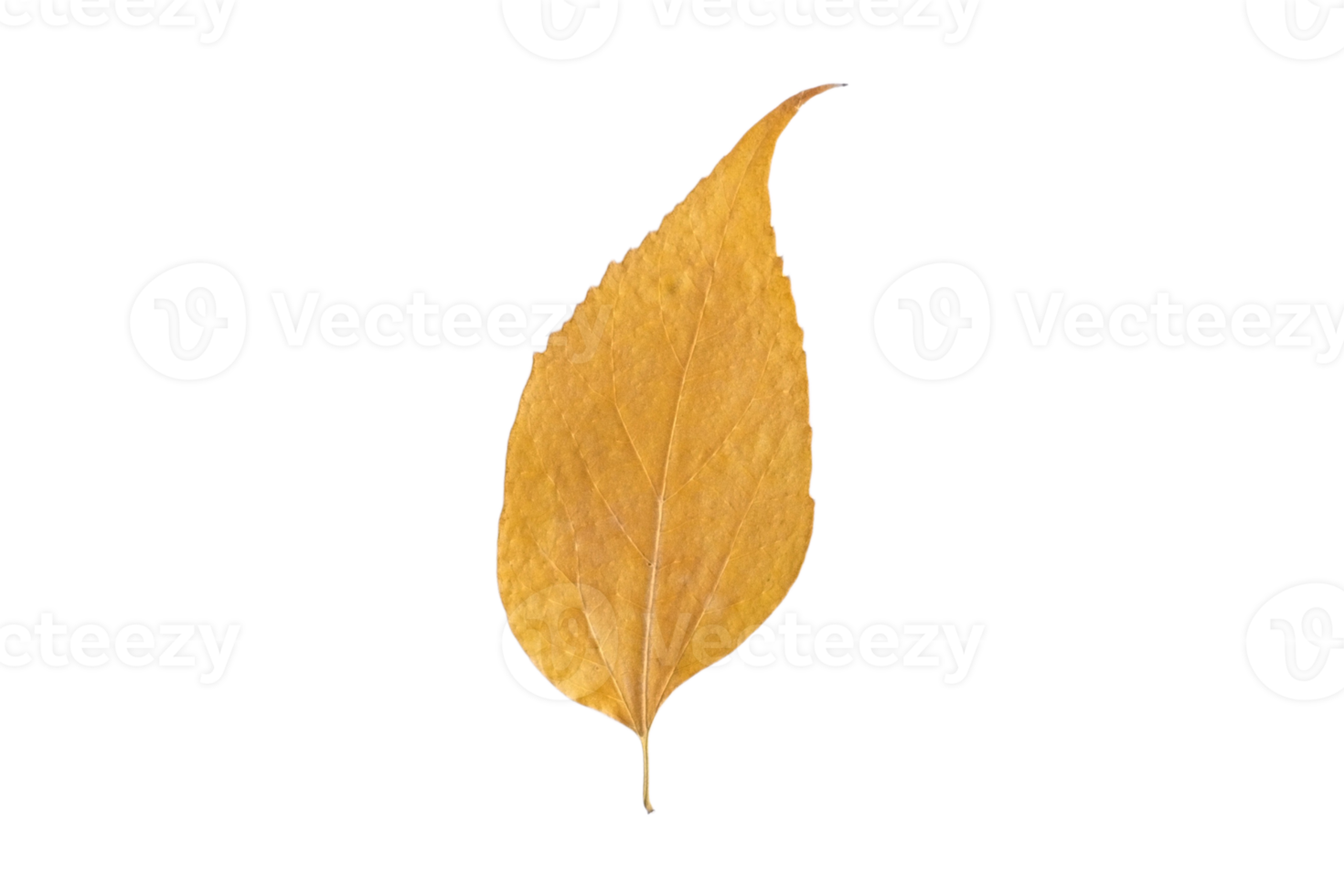 Yellow leaf isolated on a transparent background png