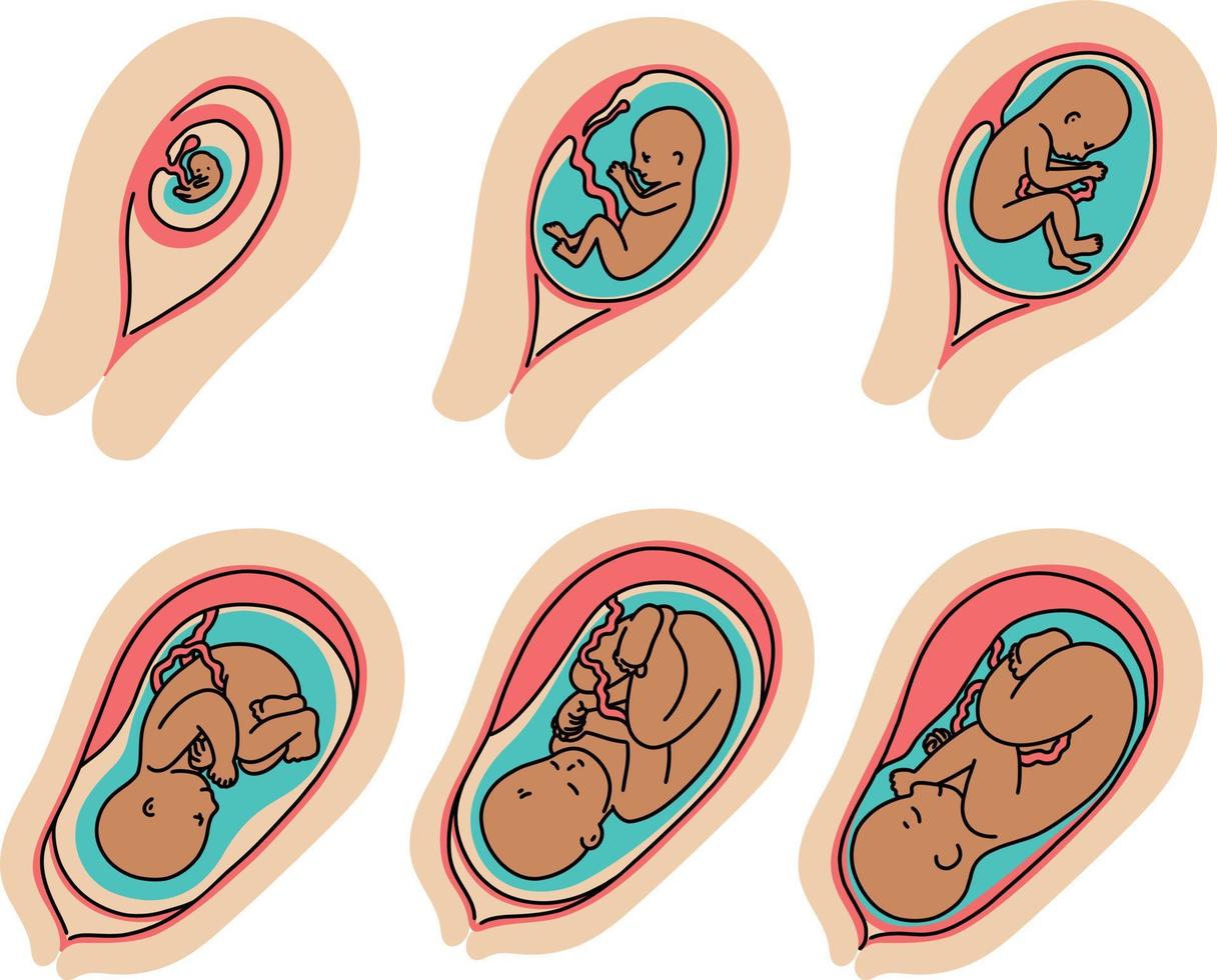 vector illustration of a set of icons of the fetus in the womb