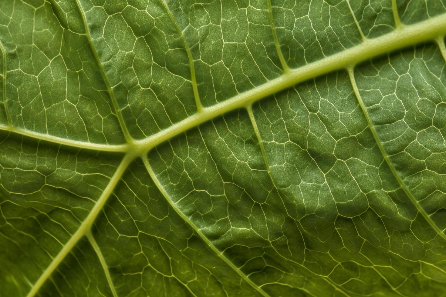 de cerca de verde hoja nervios, generar ai foto