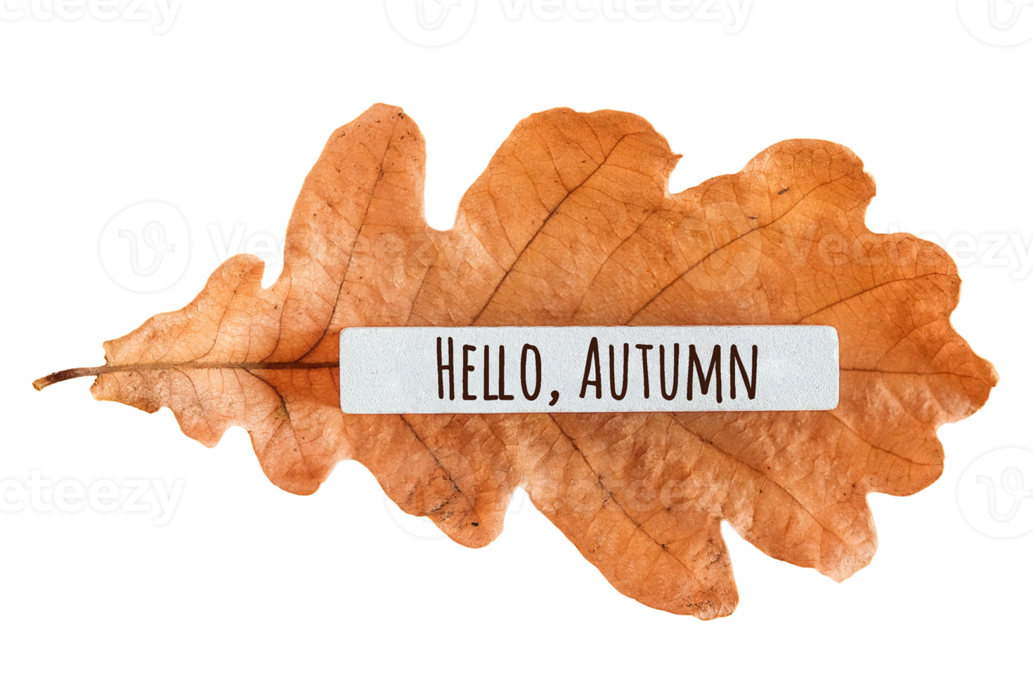 Orange dried leaf tree isolated on a transparent background png