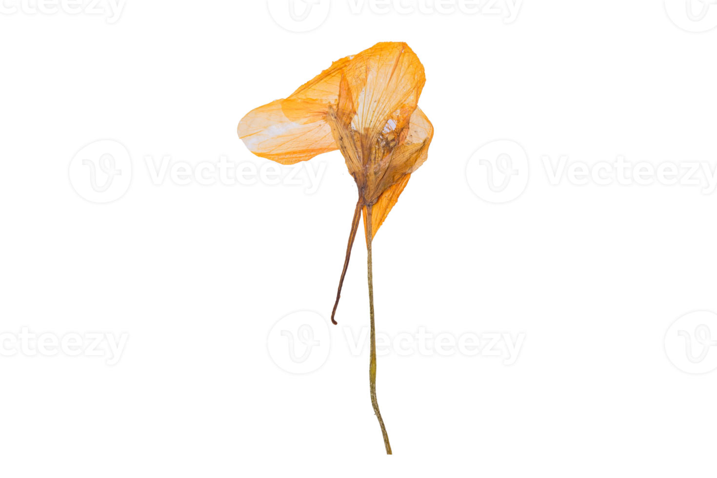 Yellow dried flower isolated on a transparent background png